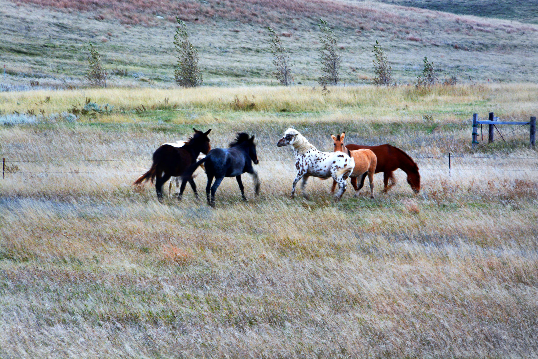 Horses